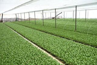 ТУРКЕСТАН: В ЖЕТЫСАЕ УСИЛИВАЕТСЯ РАБОТА ПО ЭФФЕКТИВНОМУ ИСПОЛЬЗОВАНИЮ ПРИУСАДЕБНЫХ УЧАСТКОВ