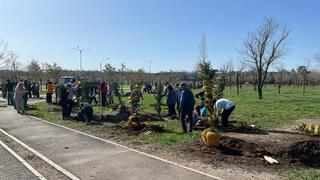 Более 90 тысяч деревьев посадят в городах и районах Карагандинской области