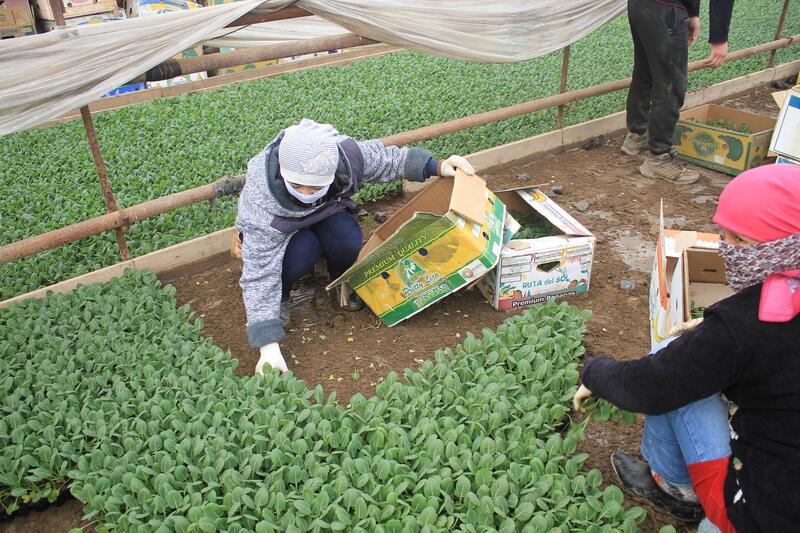В ТУРКЕСТАНСКОЙ ОБЛАСТИ НАЧАЛАСЬ ПОСАДКА РАННИХ ОВОЩНЫХ КУЛЬТУР