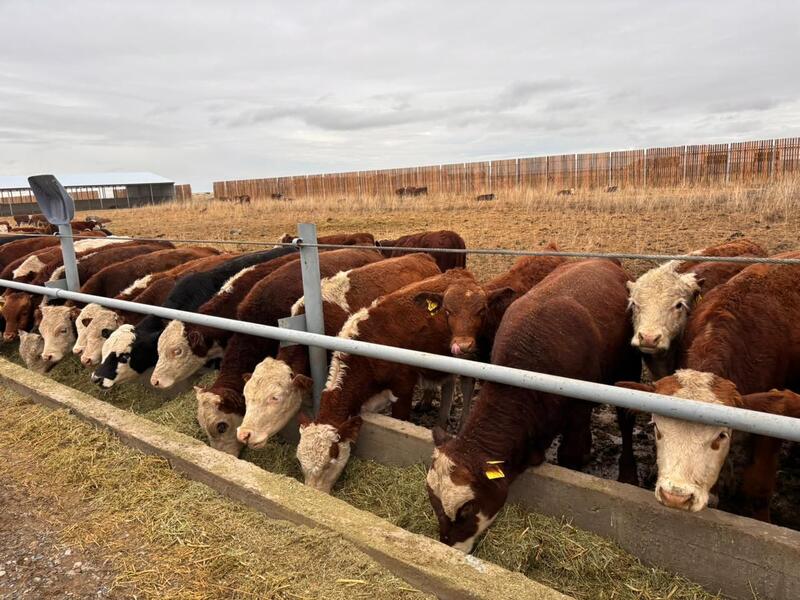 В Аксуатском районе ведется строительство нескольких объектов предпринимательства