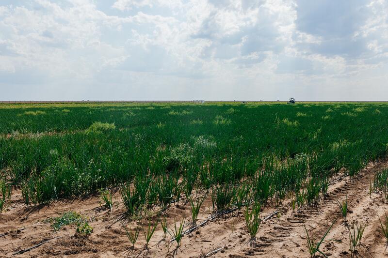 В Индерайском районе готовятся 62 тысячи тонн сена и 1 300 га зерновых для зимнего периода