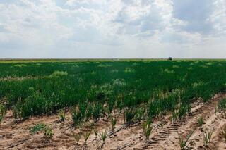 В Индерайском районе готовятся 62 тысячи тонн сена и 1 300 га зерновых для зимнего периода