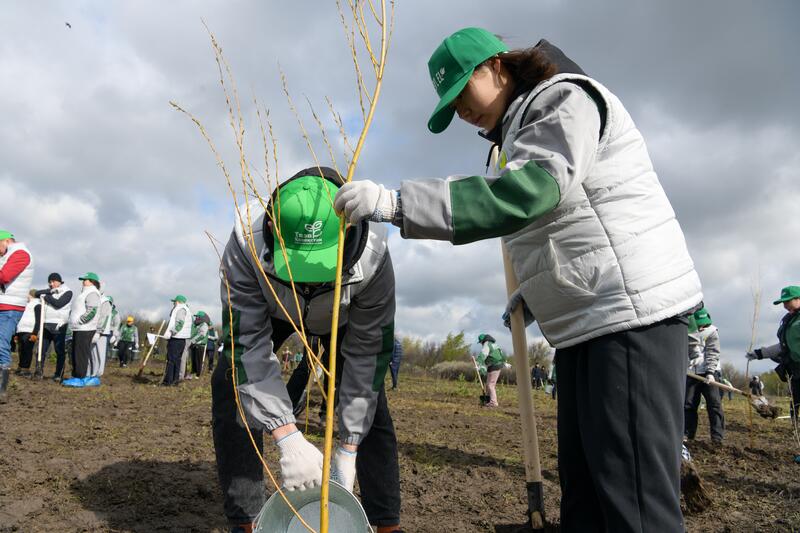 ТАЗА ҚАЗАҚСТАН: ВЫСАЖЕНО 1000 САЖЕНЦЕВ ДЕРЕВЬЕВ