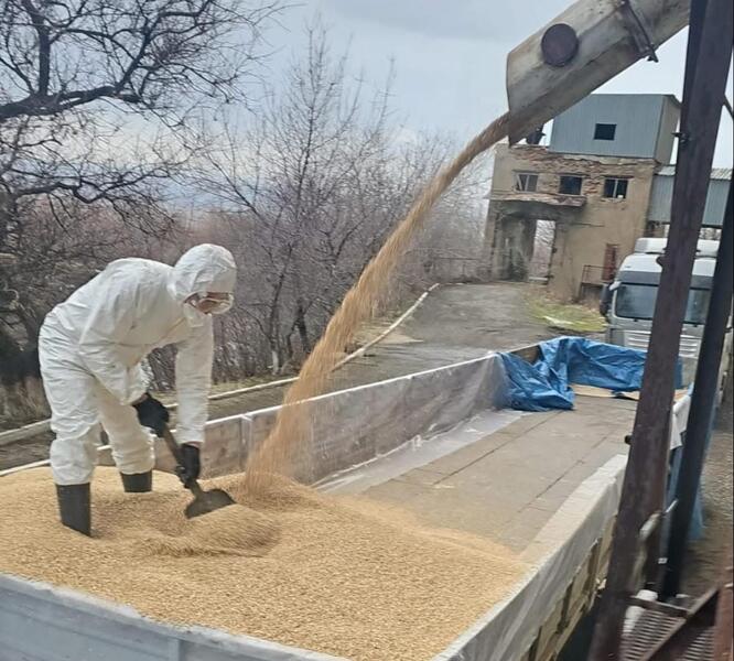 АГРАРИИ ТУРКЕСТАНСКОЙ ОБЛАСТИ ОБЕСПЕЧИВАЮТСЯ КОРМОВОЙ ПШЕНИЦЕЙ ПО ЛЬГОТНЫМ ЦЕНАМ