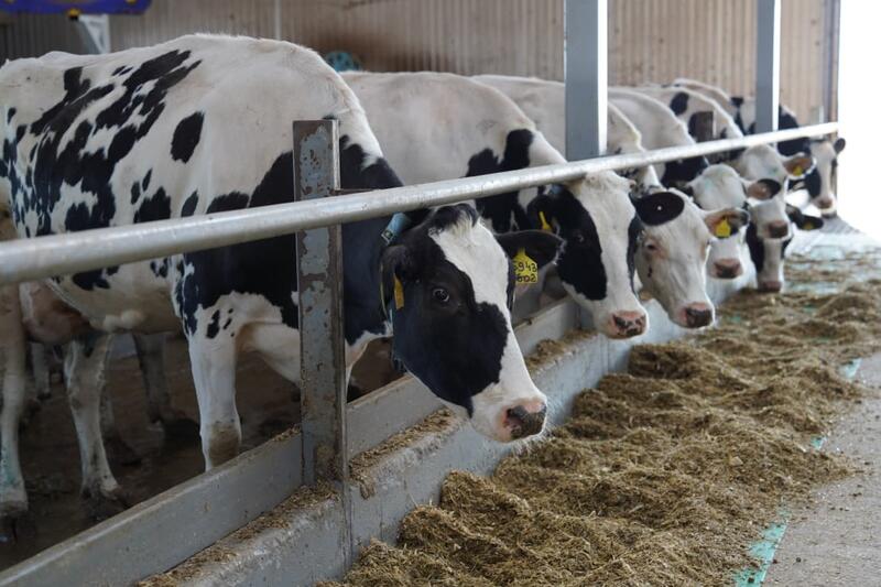 Казахстан расширяет экспорт животноводческой продукции