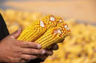 Пути решения «кукурузной» проблемы нашли в области Жетісу