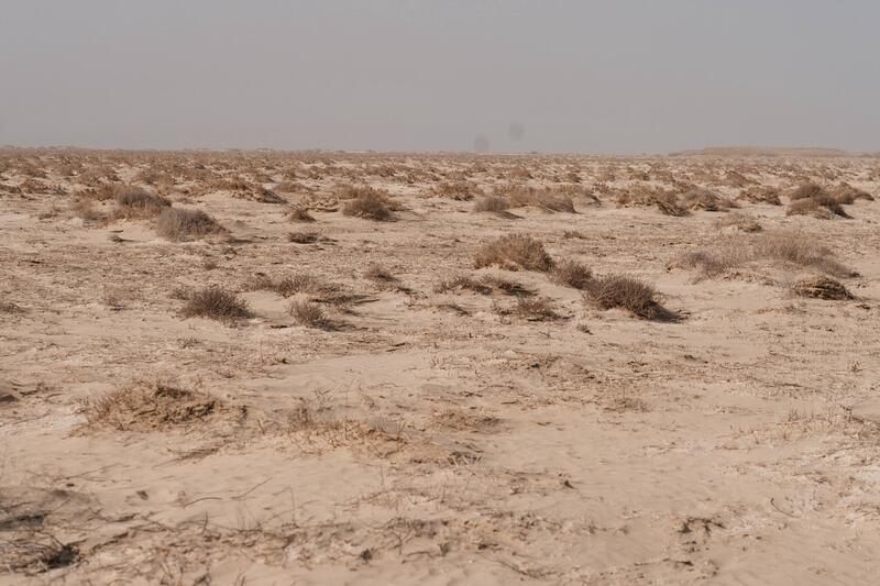 Исследования и озеленение: в Атырау разрабатывают меры по борьбе с пыльными бурями