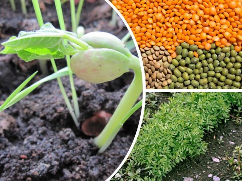 Продкорпорация стимулирует аграриев переходить на маржинальные культуры и повышать эффективность агротехнологий