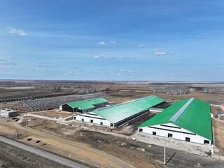 9000 голов элитного КРС завезли в Северо-Казахстанскую область за три года