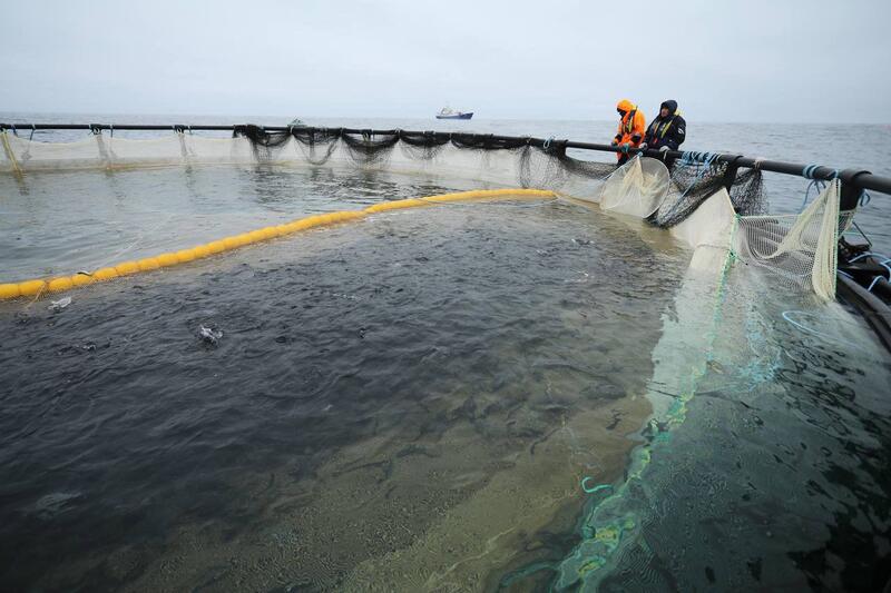 В Мангистау реализуется первый в Центральной Азии проект морской аквакультуры