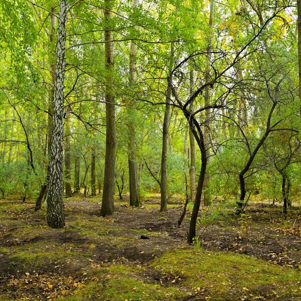 В Павлодарской области в рамках акции «Таза Қазақстан» высадили тысячи деревьев