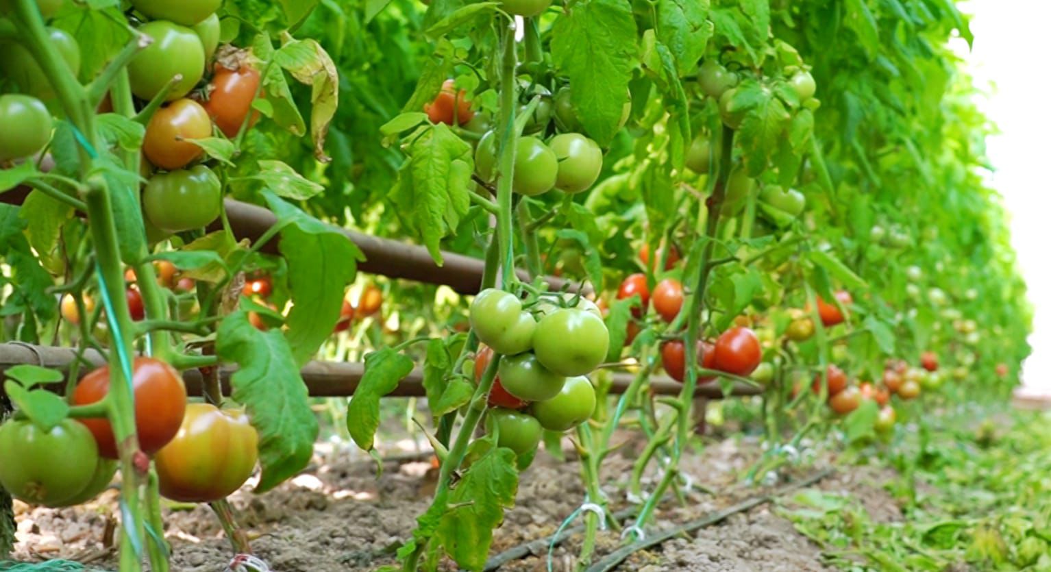 В ТУРКЕСТАНСКОЙ ОБЛАСТИ В ЯНВАРЕ СОЗРЕЛИ ПОМИДОРЫ