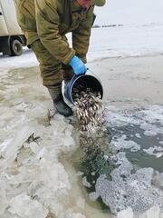 6,4 млн штук молоди рыбы спасено в Атырауской области