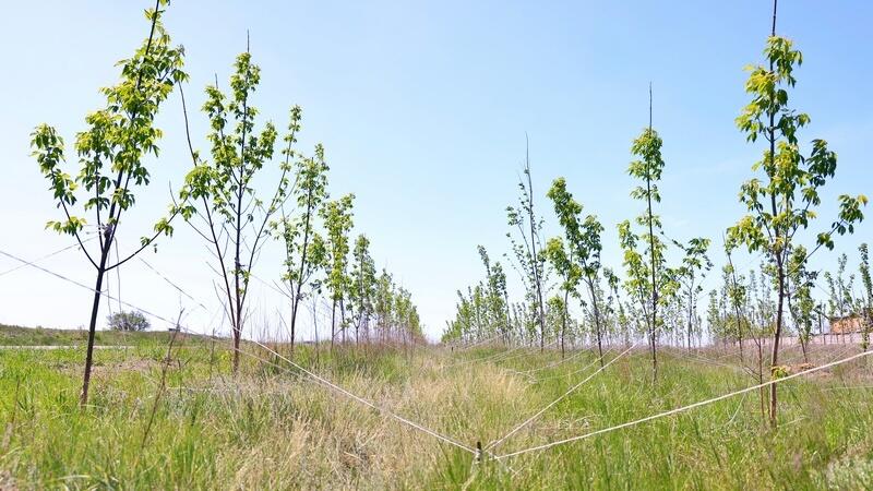 Зелёный пояс для Карагандинской области