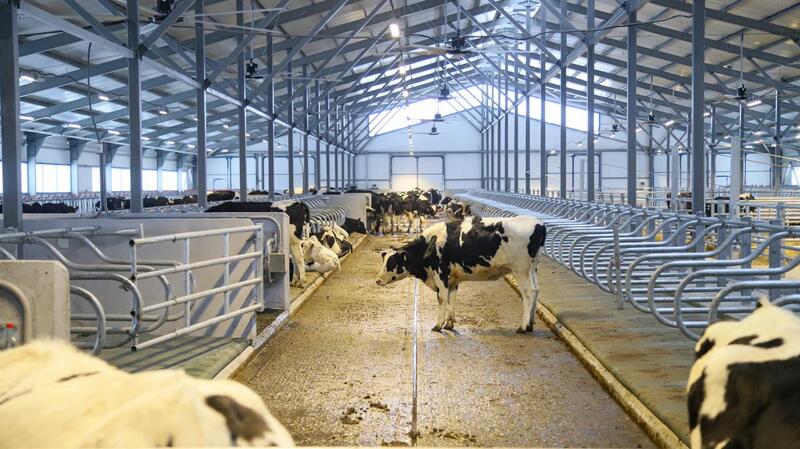 В ВКО состоялось открытие новой молочно-товарной фермы на 1075 голов