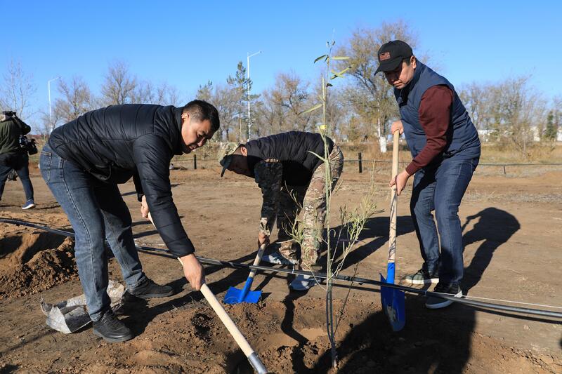 В Актобе впервые высадили реликтовое дерево турангу, приспособленное к засушливому климату