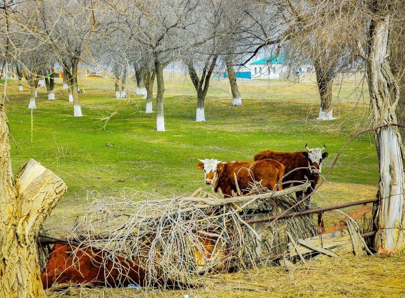 Поголовье скота в Актюбинской области выросло на 7% благодаря господдержке