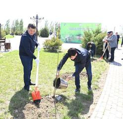 В Кызылординской области в рамках республиканской экологической акции «Таза Қазақстан» посадили деревья на территории «Площади госсимволов»