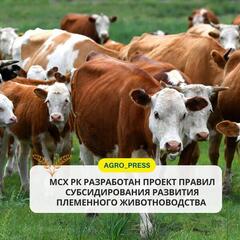 МСХ РК разработан проект правил субсидирования развития племенного животноводства