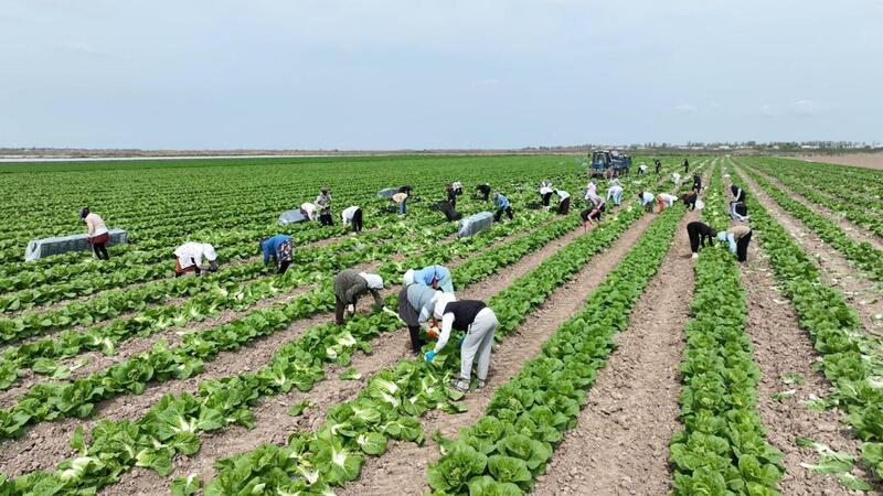 Аграрии Туркестанской области экспортировали в Россию раннеспелую капусту