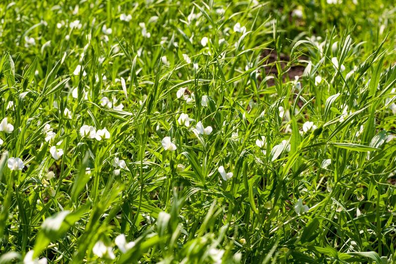 Продкорпорация стимулирует аграриев переходить на маржинальные культуры и повышать эффективность агротехнологий