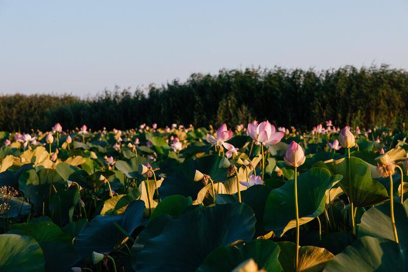 В Атырауской области стартовал международный фестиваль «LOTUS FEST – 2025»