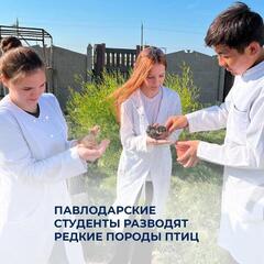 Павлодарские студенты разводят редкие породы птиц