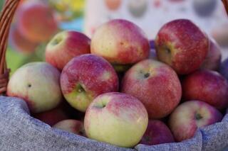 В Казахстане почти 29 тысяч га яблоневых садов