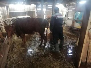 Штаб по противодействию паводкам: организована работа по перемещению скота в безопасные места выпаса
