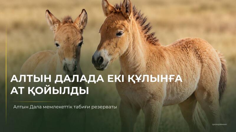 Первые жеребята лошади Пржевальского, родившиеся в Казахстане, получили имена Ботай и Тұмар