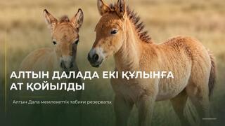 Первые жеребята лошади Пржевальского, родившиеся в Казахстане, получили имена Ботай и Тұмар