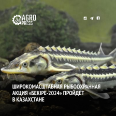 Широкомасштабная рыбоохранная акция «Бекіре-2024» пройдет в Казахстане