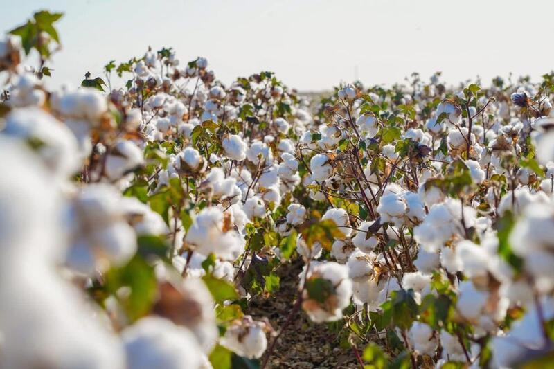 В ТУРКЕСТАНСКОЙ ОБЛАСТИ ЗА ТРИ ГОДА В РАМКАХ ПРОГРАММЫ «АУЫЛ АМАНАТЫ» ПРОФИНАНСИРОВАНО ОКОЛО 4000 ПРОЕКТОВ