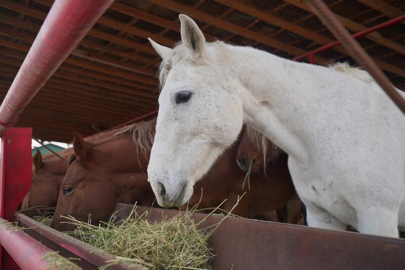 В ТУРКЕСТАНСКОЙ ОБЛАСТИ РАБОТЫ В СФЕРЕ ВЕТЕРИНАРИИ ВЕДУТСЯ ПО ПЛАНУ
