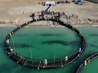 В Мангистау стартовал первый в Центральной Азии проект по развитию морской аквакультуры