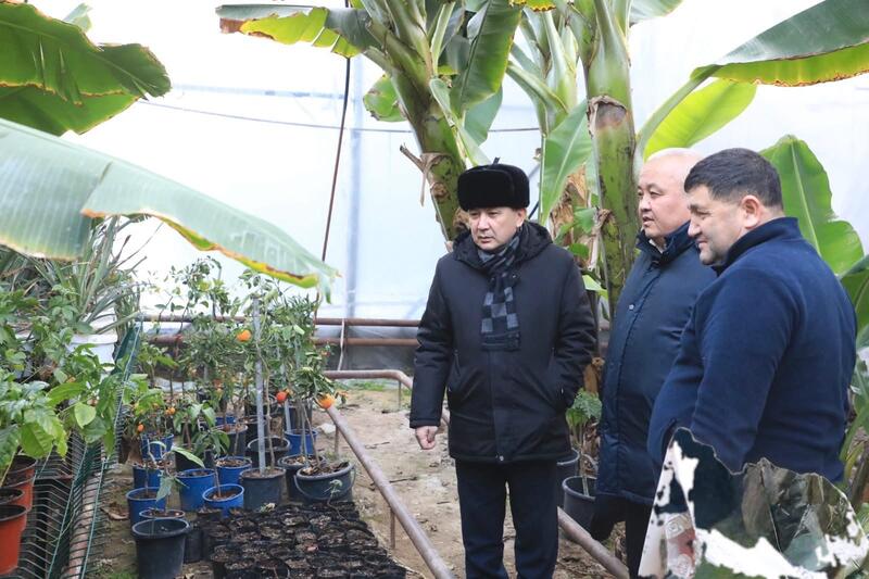 В САРЫАГАШСКОМ РАЙОНЕ ВЫРАЩИВАЮТ ВСЕМИРНО ИЗВЕСТНЫЙ СОРТ БАНАНОВ «КАВЕНДИШ»