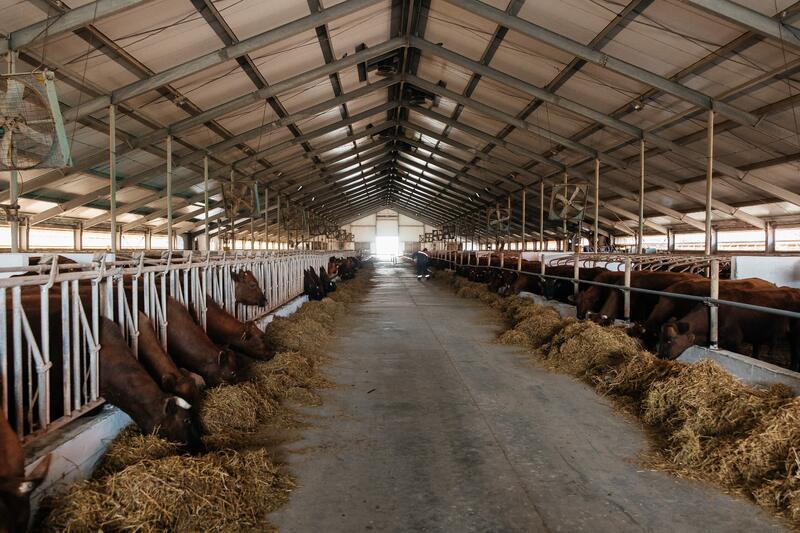 В Атырауской области объём производства сельскохозяйственной продукции достиг 116,8 млрд тенге