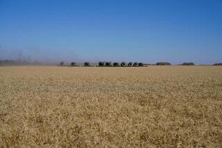 В Северо-Казахстанской области завершается уборочная кампания