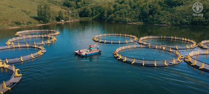 Главой государства подписан Закон Республики Казахстан «Об аквакультуре»