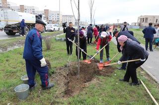 Талдыкорганцы посадили 200 саженцев деревьев в рамках акции «Таза қазақстан»