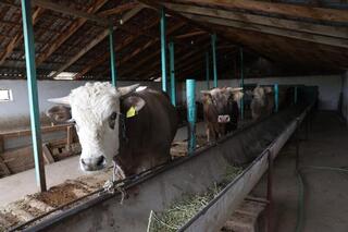 Поголовье скота и производство мясо: итоги работы жамбылских сельхозпредприятий