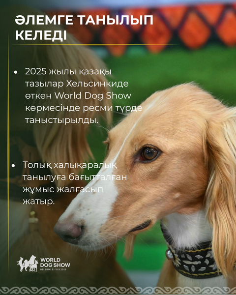 3 сентября — день казахского тазы