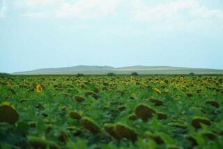 Казахстан меняет аграрный курс: в приоритете рентабельные культуры