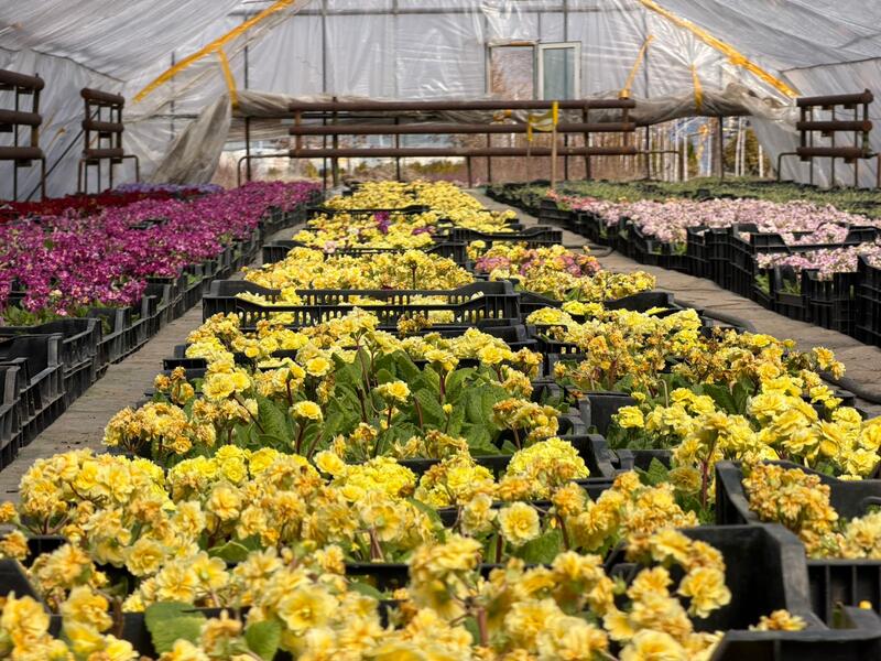 В Алатауском районе Алматы развивают зеленые зоны и реализуют проекты «Бюджета народного участия»