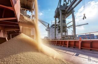 1,2 млн тонн зерна реализовала Продкорпорация в 2024-2025 маркетинговом году