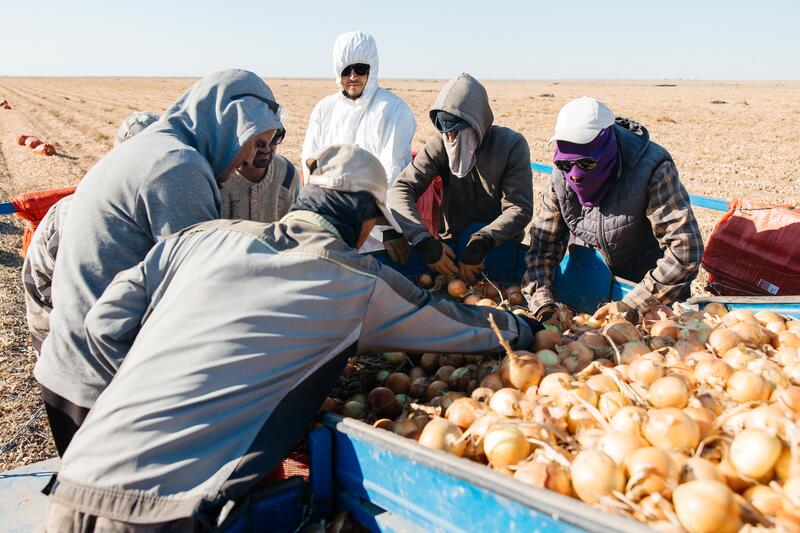 В Атырауской области объём производства сельскохозяйственной продукции достиг 116,8 млрд тенге
