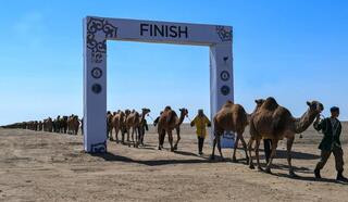 Самый большой караван верблюдов прошел в рамках Мирового Рекорда Гиннесса в Алматинской области