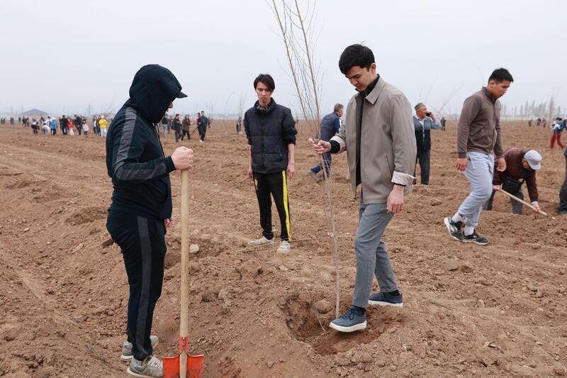 Таза Қазақстан: в Таразе высажено 10 тысяч деревьев