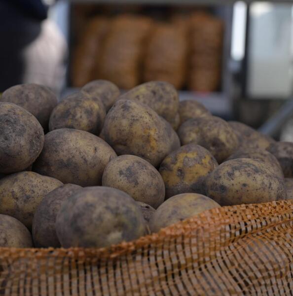 Павлодарский вкус – на столичные рынки: сельхозярмарка в Астане прошла с аншлагом