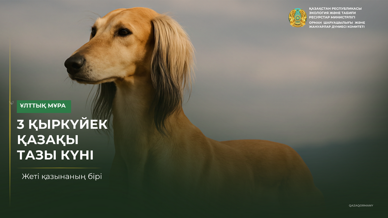 3 сентября — день казахского тазы